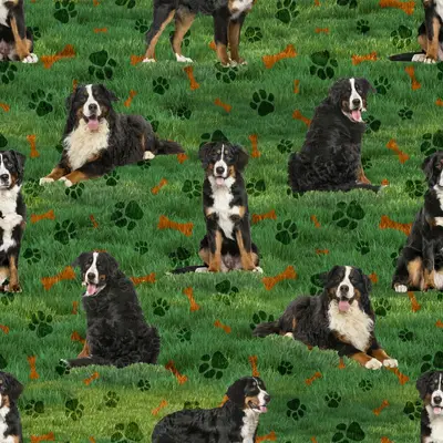Berner Sennen