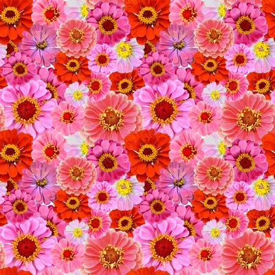 Colorful Piink Flowers