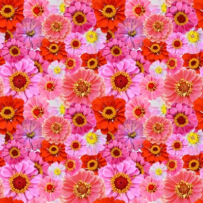 Colorful Piink Flowers - Seamless-Kopi