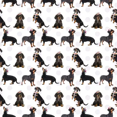 Dog5 Dachshunds Paper1
