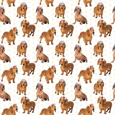 Dog5 Dachshunds Paper2