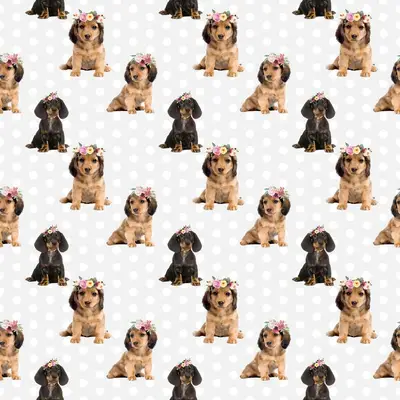 Dog5 Dachshunds Paper4