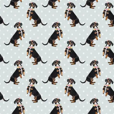 Dog5 Dachshunds Paper6