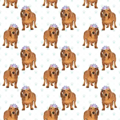 Dog5 Dachshunds Paper8