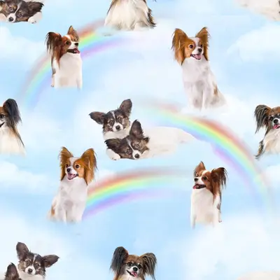 Papillon Design 3