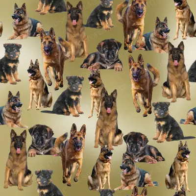 Schæferhund Design 4