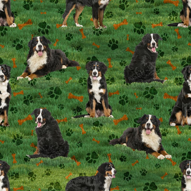 Berner Sennen