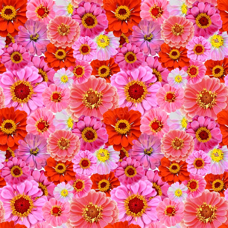 Colorful Piink Flowers