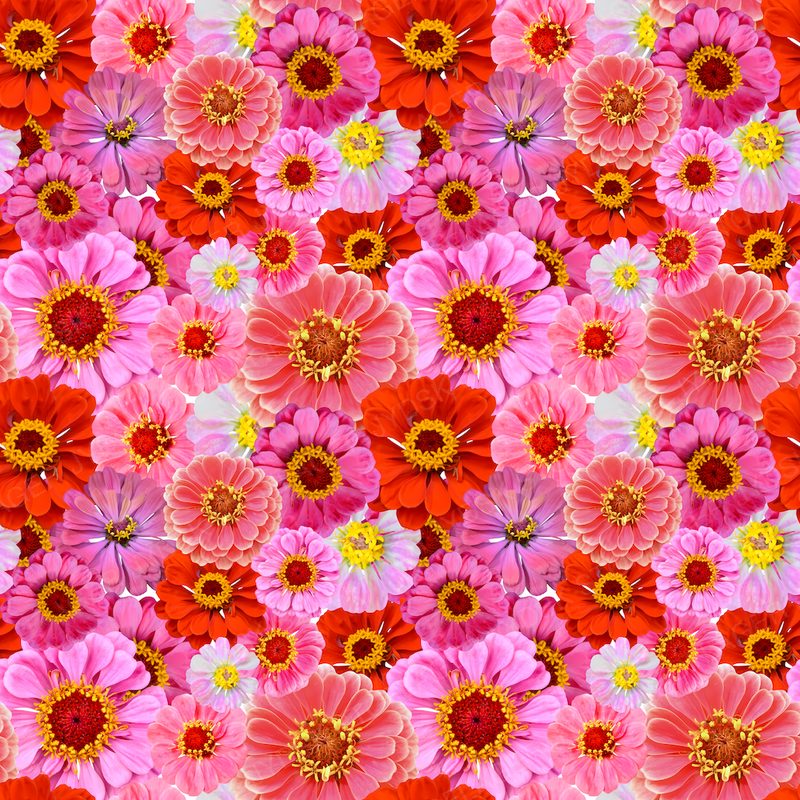 Colorful Piink Flowers - Seamless-Kopi