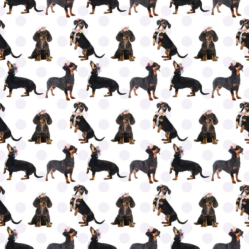 Dog5 Dachshunds Paper1