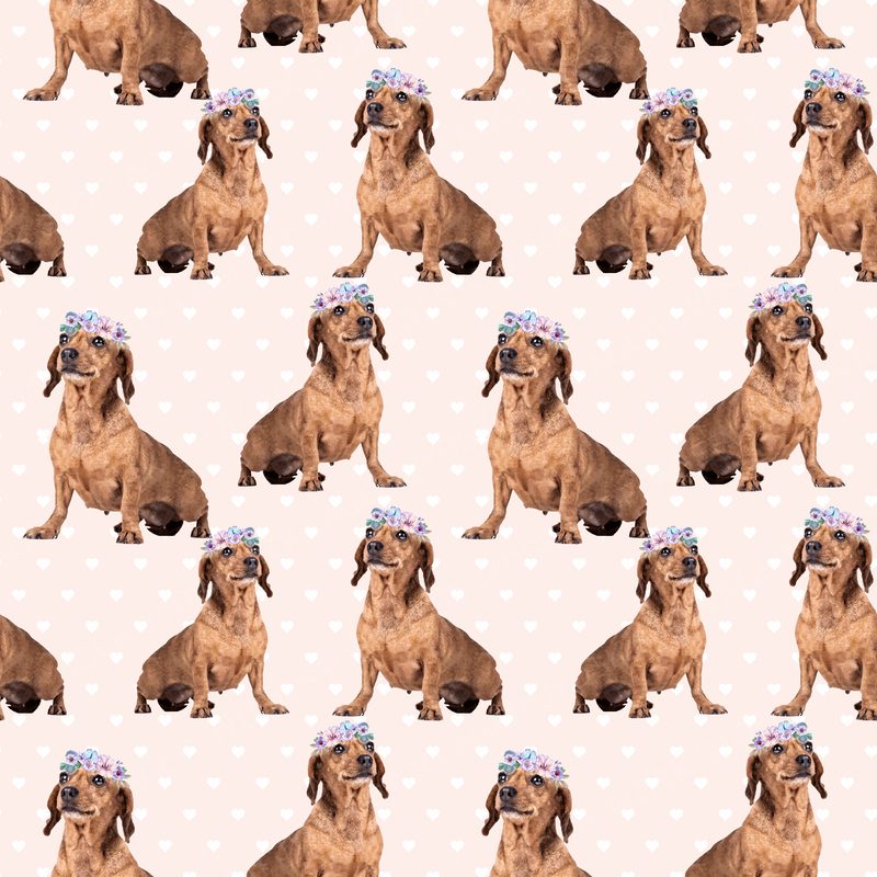 Dog5 Dachshunds Paper12