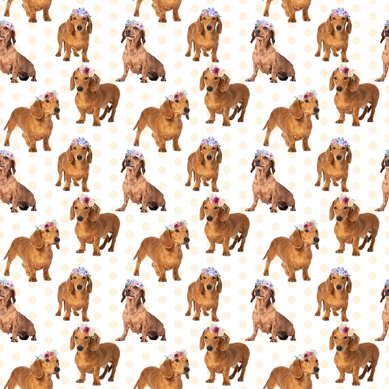 Dog5 Dachshunds Paper2