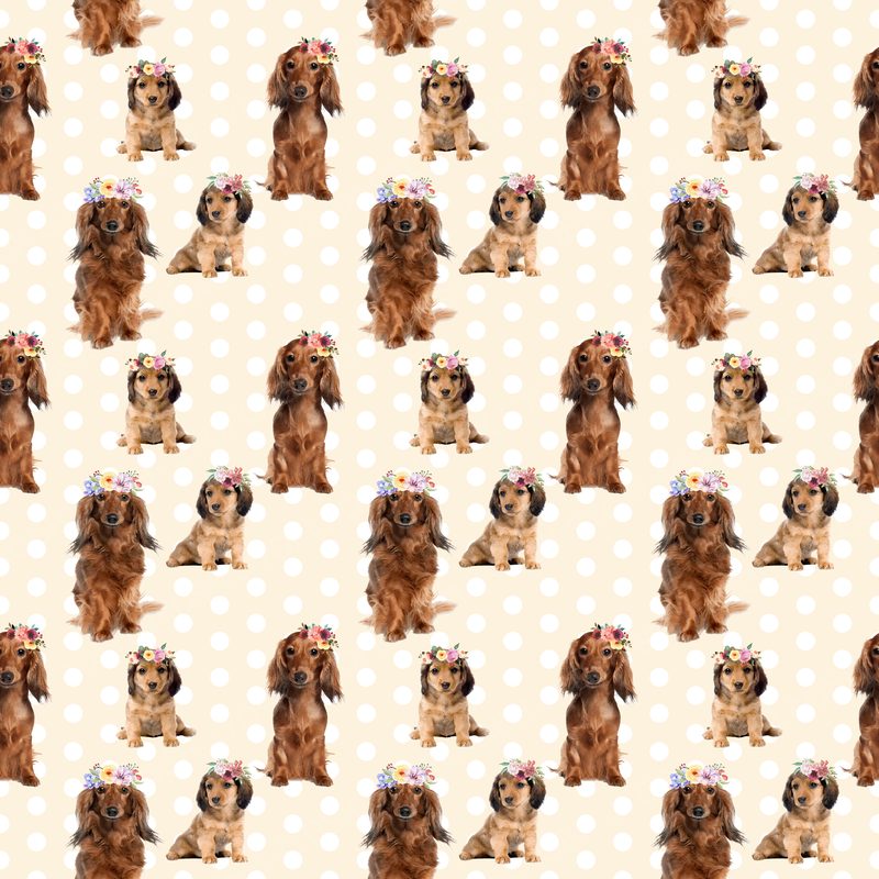 Dog5 Dachshunds Paper3