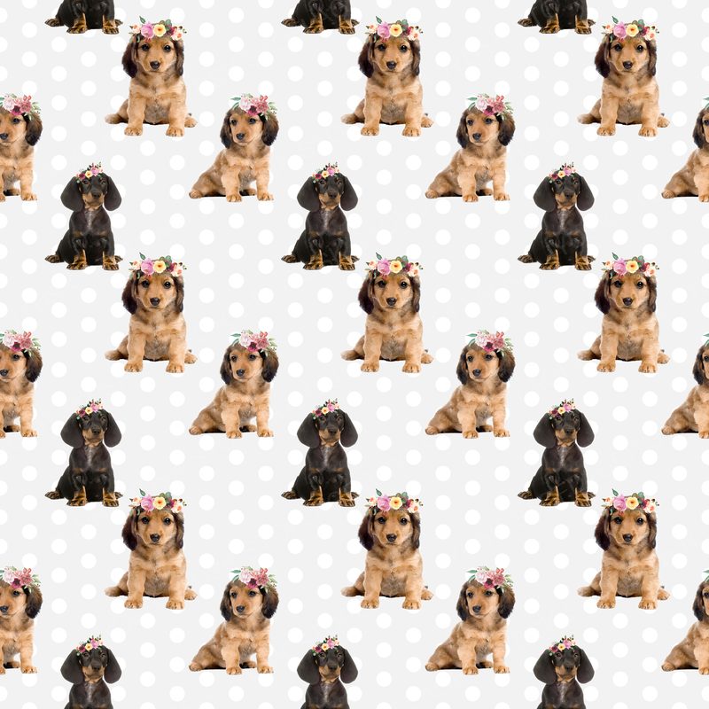 Dog5 Dachshunds Paper4