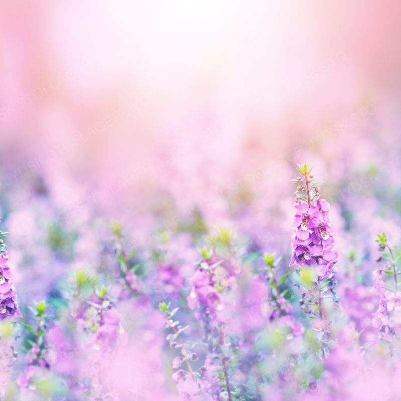 Flower Texutre