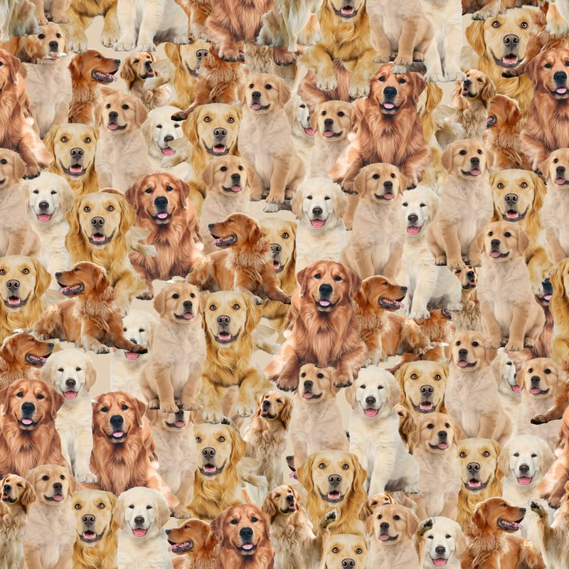 Golden Retreiver Design (300Dpi)