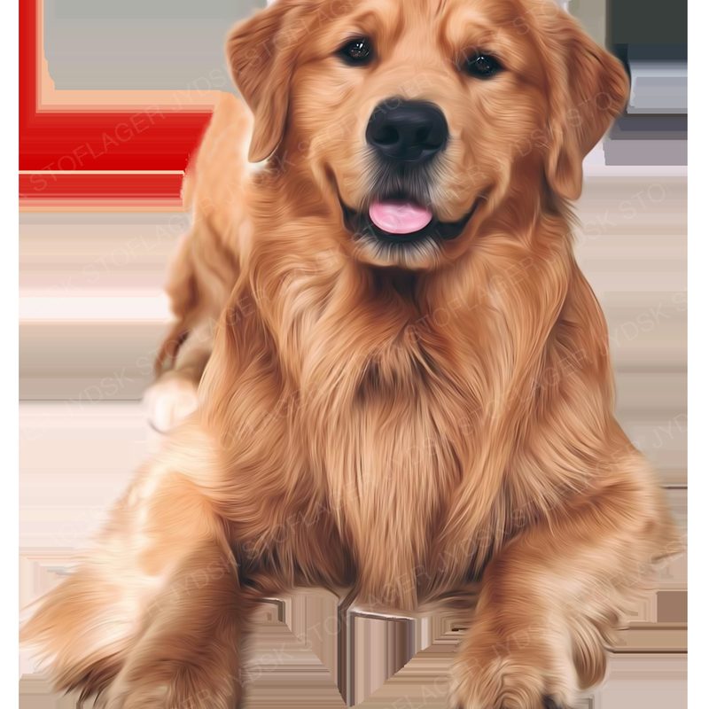 Golden6 (Golden Retriever)