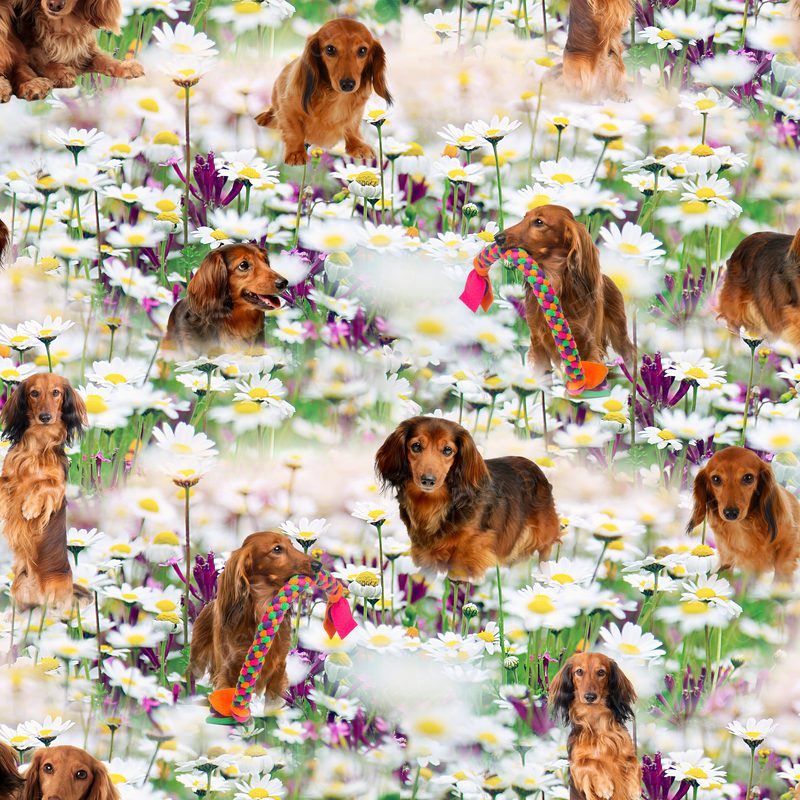 Gravhund Design V5