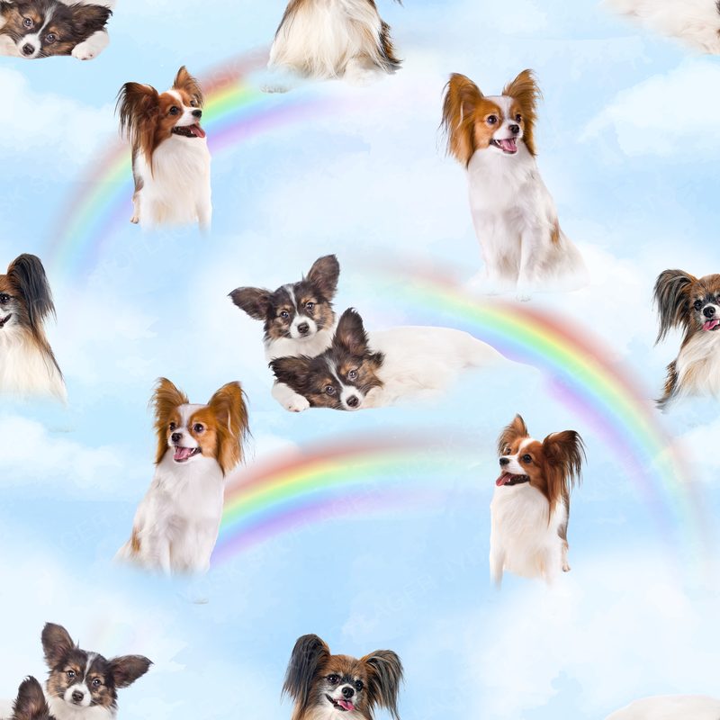 Papillon Design 3