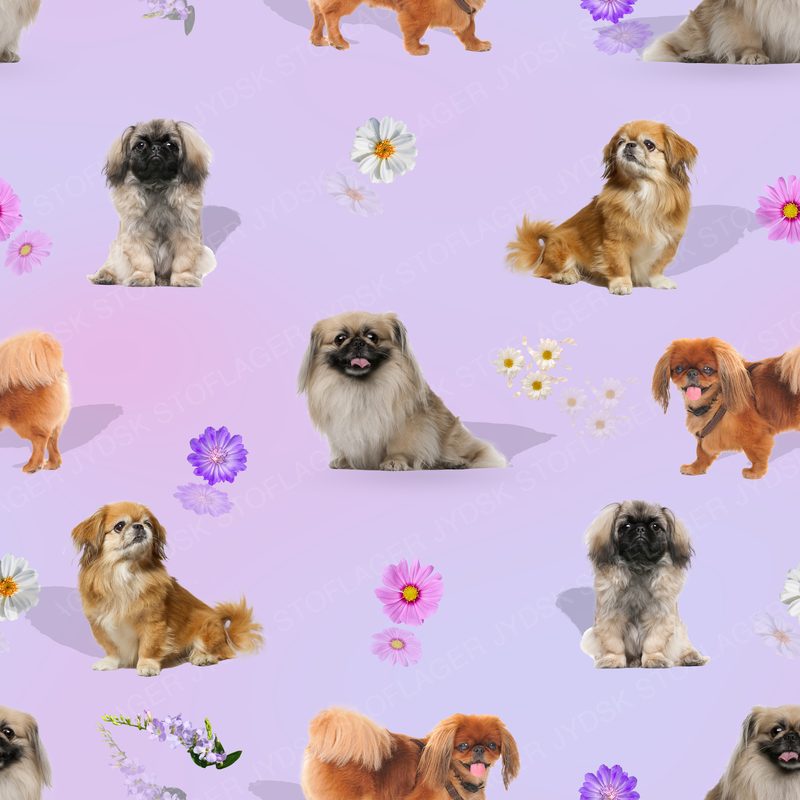 Pekingeser Design 1