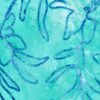 Yksityiskohta lehtibrodeerauksesta turkoosissa tie dye -puuvillassa, Oeko-Tex Class 2